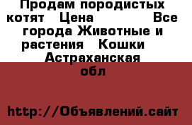 Продам породистых котят › Цена ­ 15 000 - Все города Животные и растения » Кошки   . Астраханская обл.